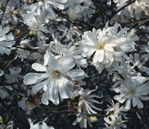 Šácholan hvězdokvětý 'Royal Star' - Magnolia stellata 'Royal Star'