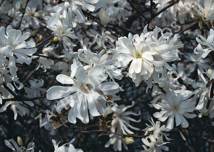 Šácholan hvězdokvětý 'Royal Star' - Magnolia stellata 'Royal Star'