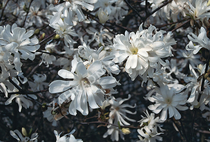 Šácholan hvězdokvětý 'Royal Star' - Magnolia stellata 'Royal Star'
