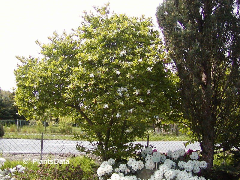 Šácholan hvězdokvětý 'Royal Star' - Magnolia stellata 'Royal Star'