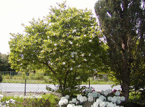 Šácholan hvězdokvětý 'Royal Star' - Magnolia stellata 'Royal Star'