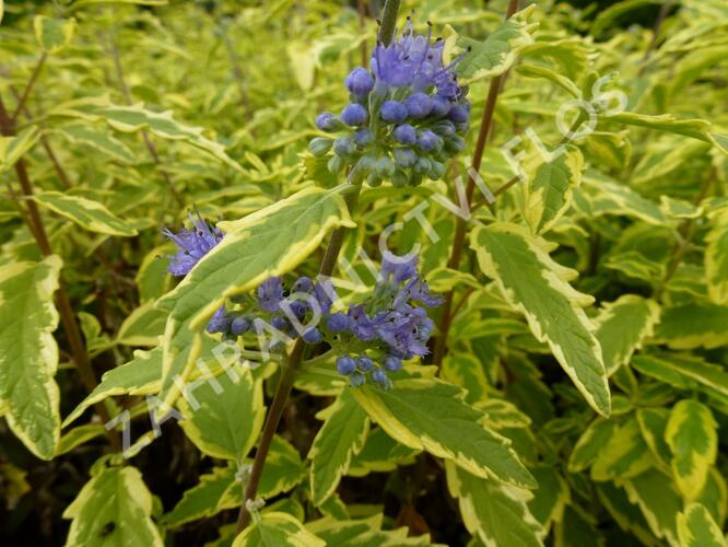 Ořechokřídlec clandonský 'Summer Sorbet' - Caryopteris clandonensis 'Summer Sorbet'