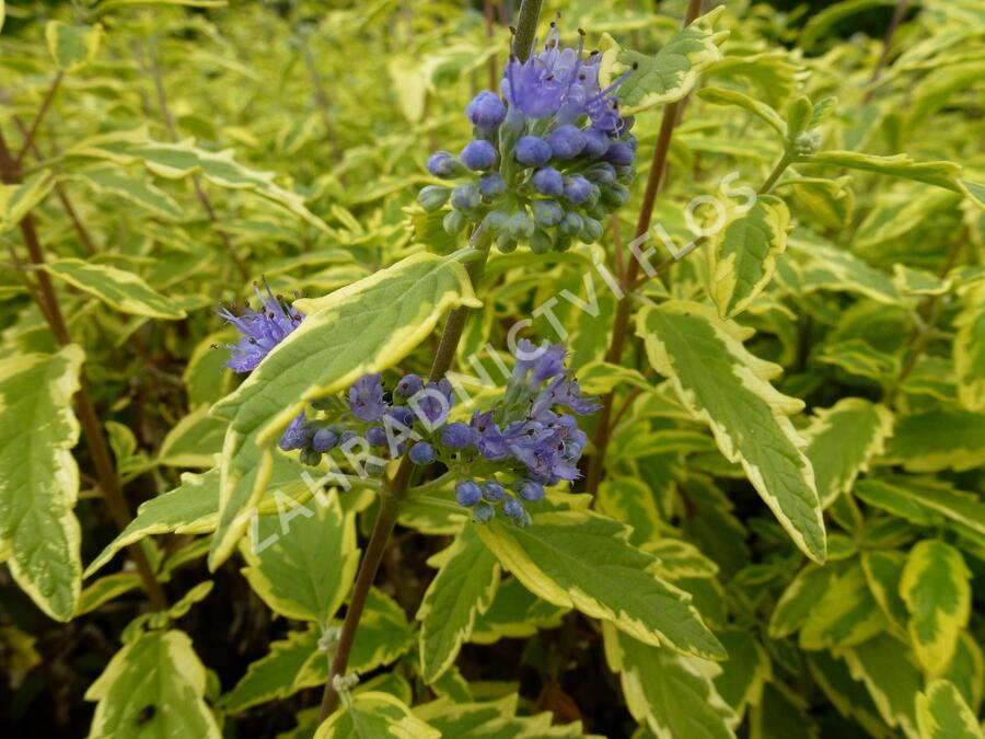 Ořechokřídlec clandonský 'Summer Sorbet' - Caryopteris clandonensis 'Summer Sorbet'