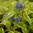 Ořechokřídlec clandonský 'Summer Sorbet' - Caryopteris clandonensis 'Summer Sorbet'