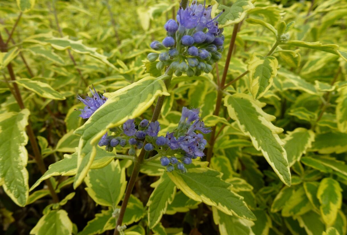 Ořechokřídlec clandonský 'Summer Sorbet' - Caryopteris clandonensis 'Summer Sorbet'