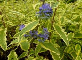 Ořechokřídlec clandonský 'Summer Sorbet' - Caryopteris clandonensis 'Summer Sorbet'