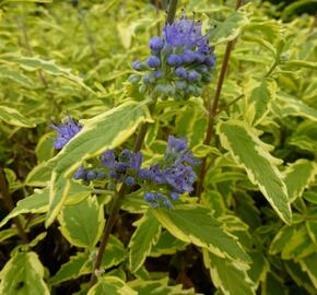 Ořechokřídlec clandonský 'Summer Sorbet' - Caryopteris clandonensis 'Summer Sorbet'