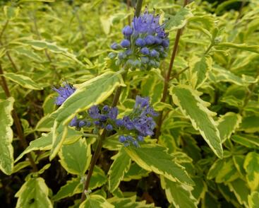 Ořechokřídlec clandonský 'Summer Sorbet'