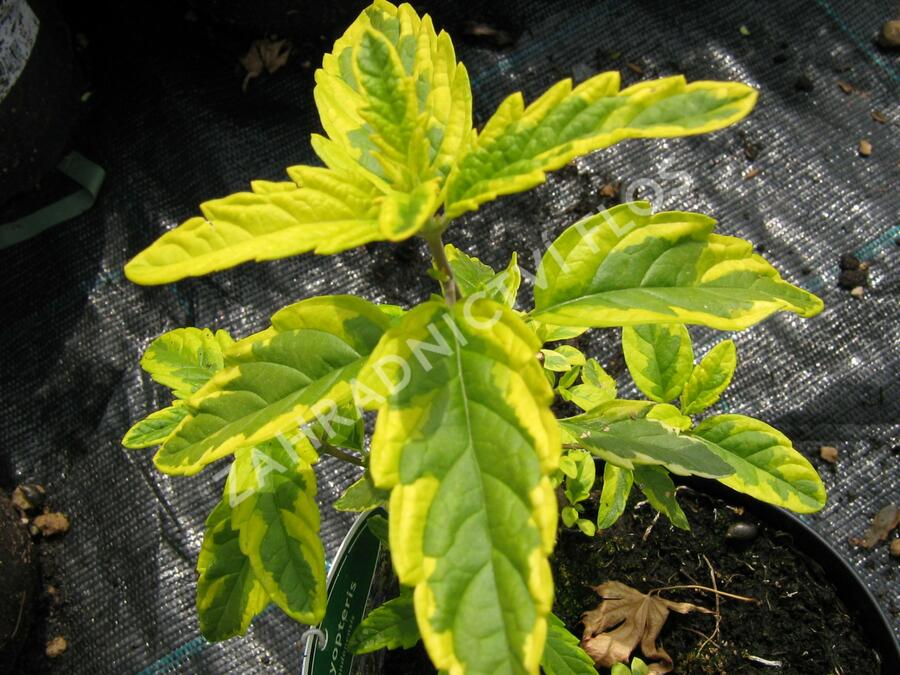 Ořechokřídlec clandonský 'Summer Sorbet' - Caryopteris clandonensis 'Summer Sorbet'