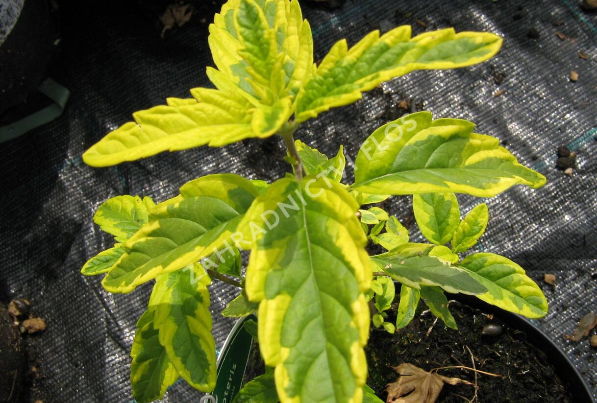 Ořechokřídlec clandonský 'Summer Sorbet' - Caryopteris clandonensis 'Summer Sorbet'
