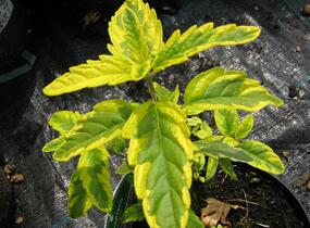 Ořechokřídlec clandonský 'Summer Sorbet' - Caryopteris clandonensis 'Summer Sorbet'