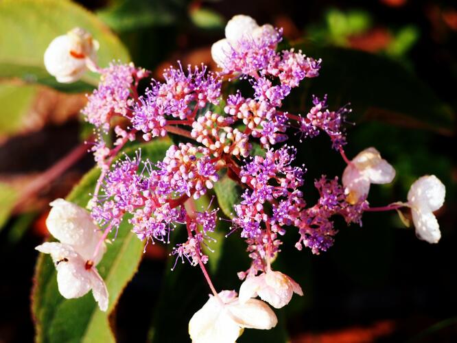 Hortenzie drsná 'Hot Chocolate' - Hydrangea aspera 'Hot Chocolate'