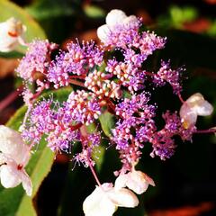 Hortenzie drsná 'Hot Chocolate' - Hydrangea aspera 'Hot Chocolate'