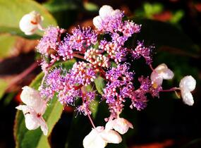Hortenzie drsná 'Hot Chocolate' - Hydrangea aspera 'Hot Chocolate'