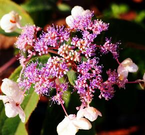 Hortenzie drsná 'Hot Chocolate' - Hydrangea aspera 'Hot Chocolate'