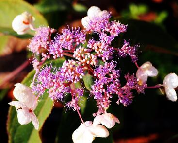 Hortenzie drsná 'Hot Chocolate'