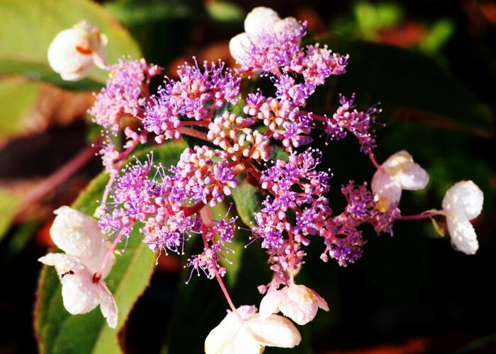 Hortenzie drsná 'Hot Chocolate' - Hydrangea aspera 'Hot Chocolate'