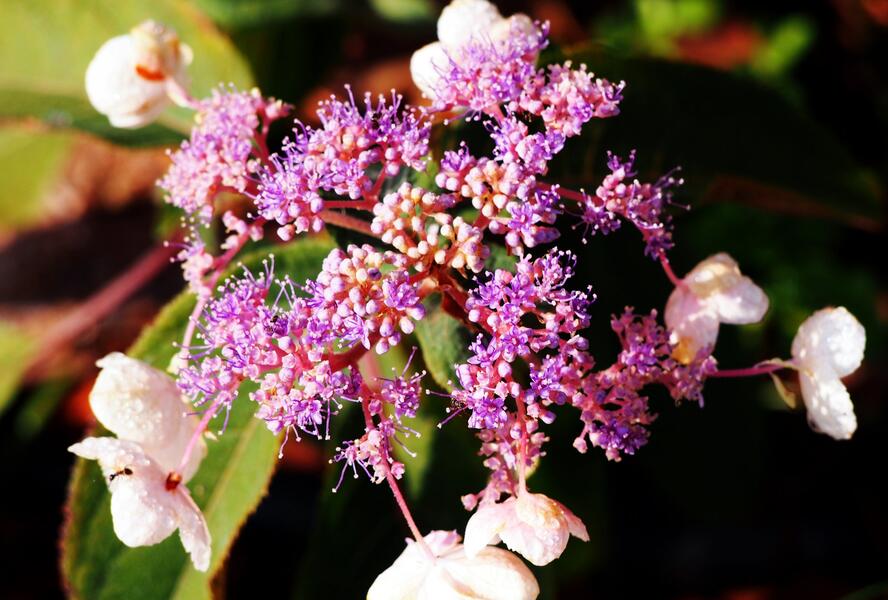 Hortenzie drsná 'Hot Chocolate' - Hydrangea aspera 'Hot Chocolate'
