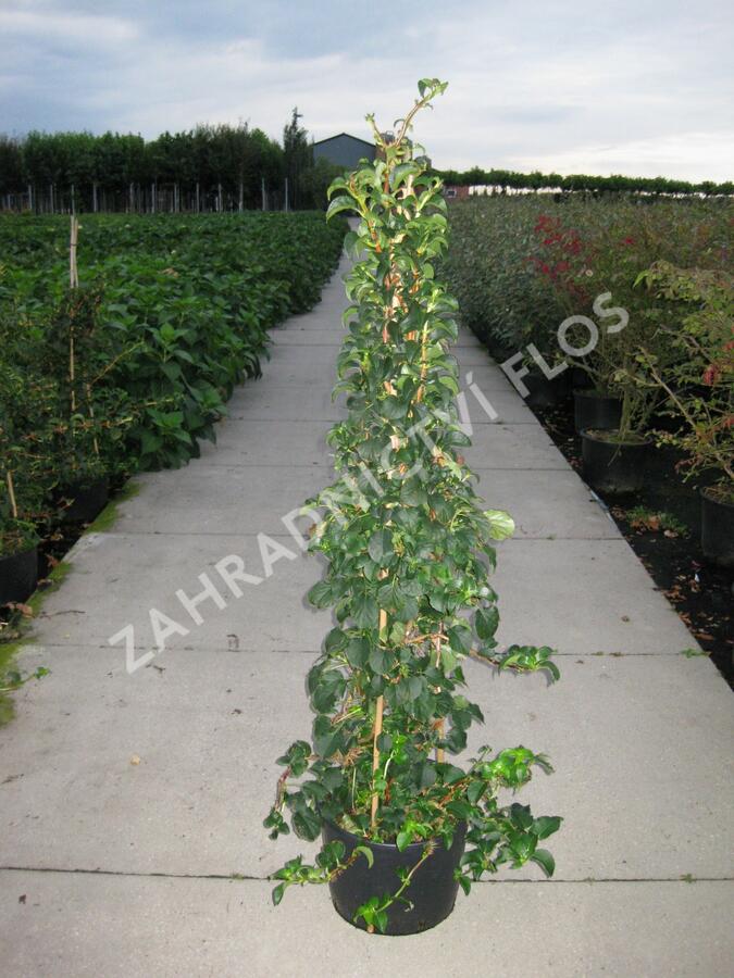 Hortenzie řapíkatá - Hydrangea anomala subsp. petiolaris