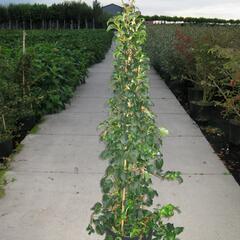 Hortenzie řapíkatá - Hydrangea anomala subsp. petiolaris