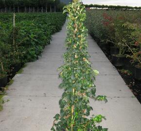 Hortenzie řapíkatá - Hydrangea anomala subsp. petiolaris