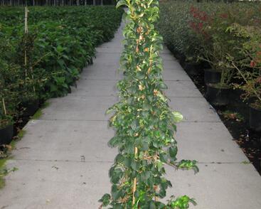 Hortenzie řapíkatá