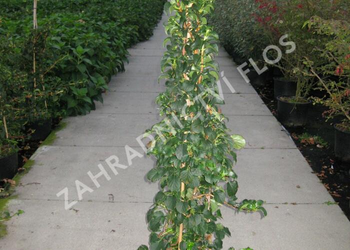 Hortenzie řapíkatá - Hydrangea anomala subsp. petiolaris