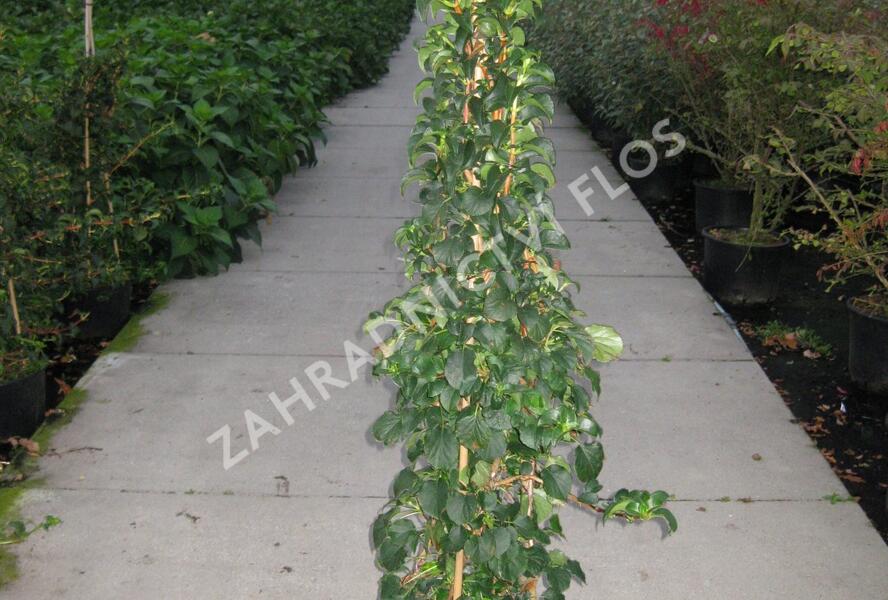 Hortenzie řapíkatá - Hydrangea anomala subsp. petiolaris