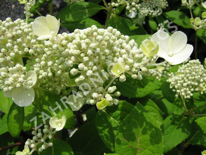 Hortenzie latnatá 'Early Sensation' - Hydrangea paniculata 'Early Sensation'