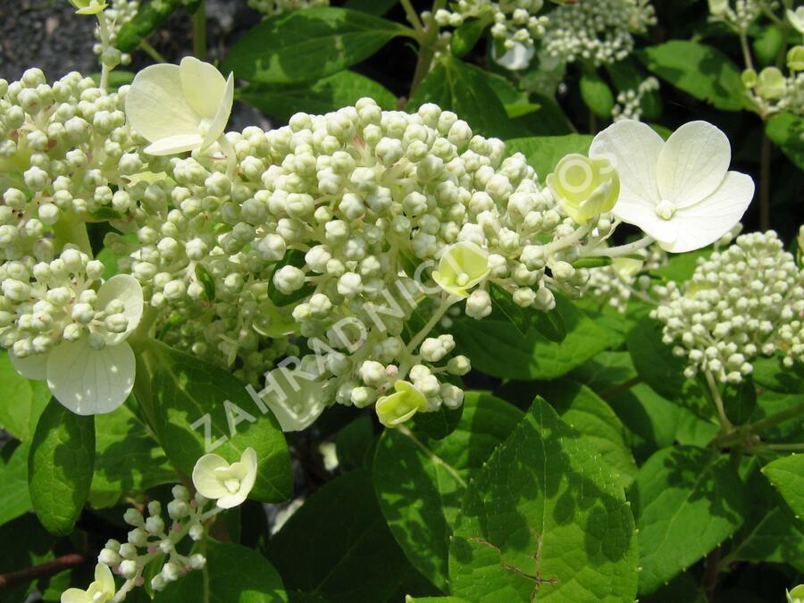 Hortenzie latnatá 'Early Sensation' - Hydrangea paniculata 'Early Sensation'