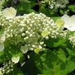 Hortenzie latnatá 'Early Sensation' - Hydrangea paniculata 'Early Sensation'