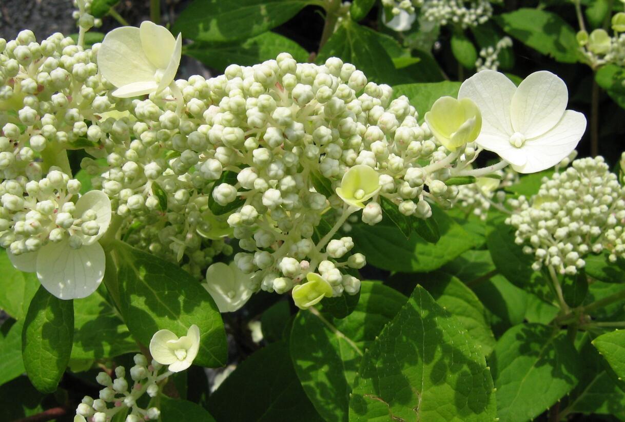 Hortenzie latnatá 'Early Sensation' - Hydrangea paniculata 'Early Sensation'