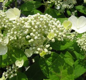 Hortenzie latnatá 'Early Sensation' - Hydrangea paniculata 'Early Sensation'