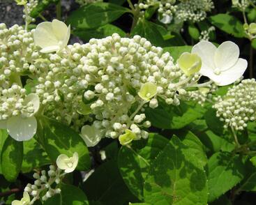 Hortenzie latnatá 'Early Sensation'