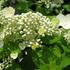 hortenzie-latnata-early-sensation.jpg