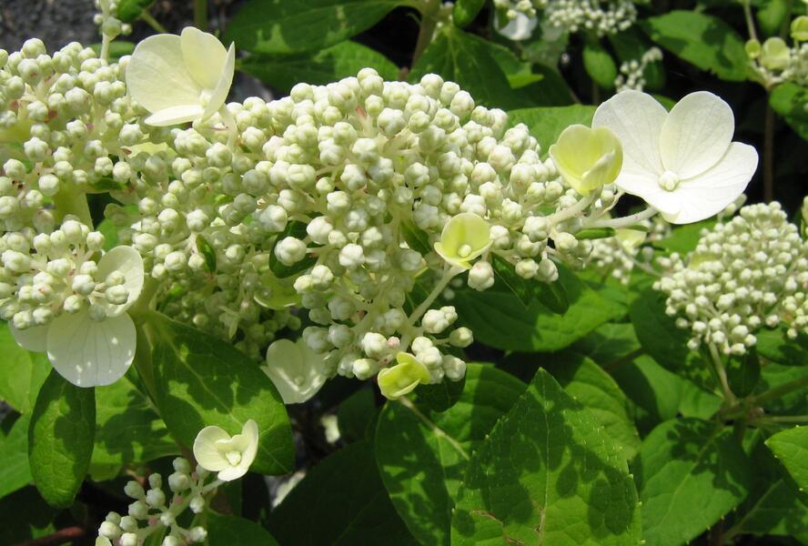 Hortenzie latnatá 'Early Sensation' - Hydrangea paniculata 'Early Sensation'