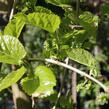 Morušovník bílý 'Pendula' - Morus alba 'Pendula'