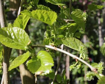 Morušovník bílý 'Pendula'