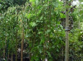 Morušovník bílý 'Pendula' - Morus alba 'Pendula'