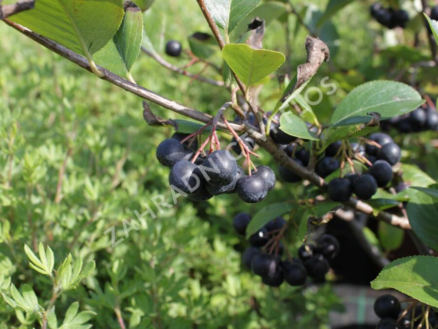 Temnoplodec černoplodý 'Viking' - Aronia melanocarpa 'Viking'