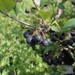 Temnoplodec černoplodý 'Viking' - Aronia melanocarpa 'Viking'