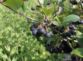 Temnoplodec, arónie černoplodá 'Viking' - Aronia melanocarpa 'Viking'