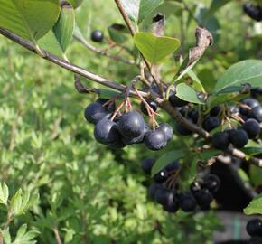 Temnoplodec černoplodý 'Viking' - Aronia melanocarpa 'Viking'