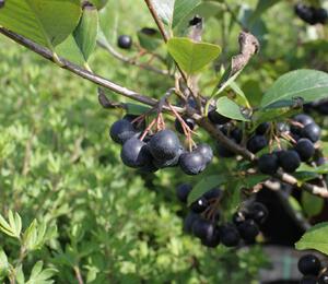 Temnoplodec černoplodý 'Viking' - Aronia melanocarpa 'Viking'