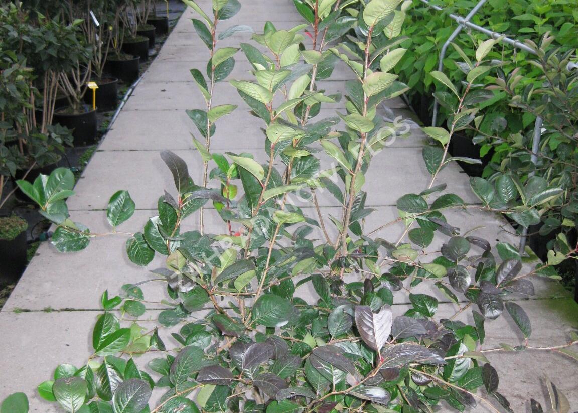 Temnoplodec, arónie černoplodá 'Viking' - Aronia melanocarpa 'Viking'