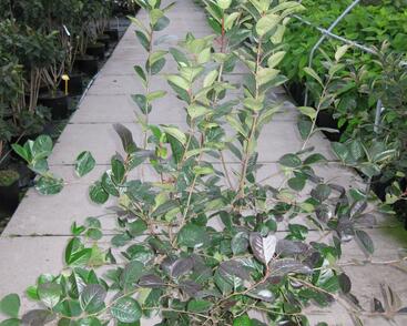 Temnoplodec, arónie černoplodá 'Viking'