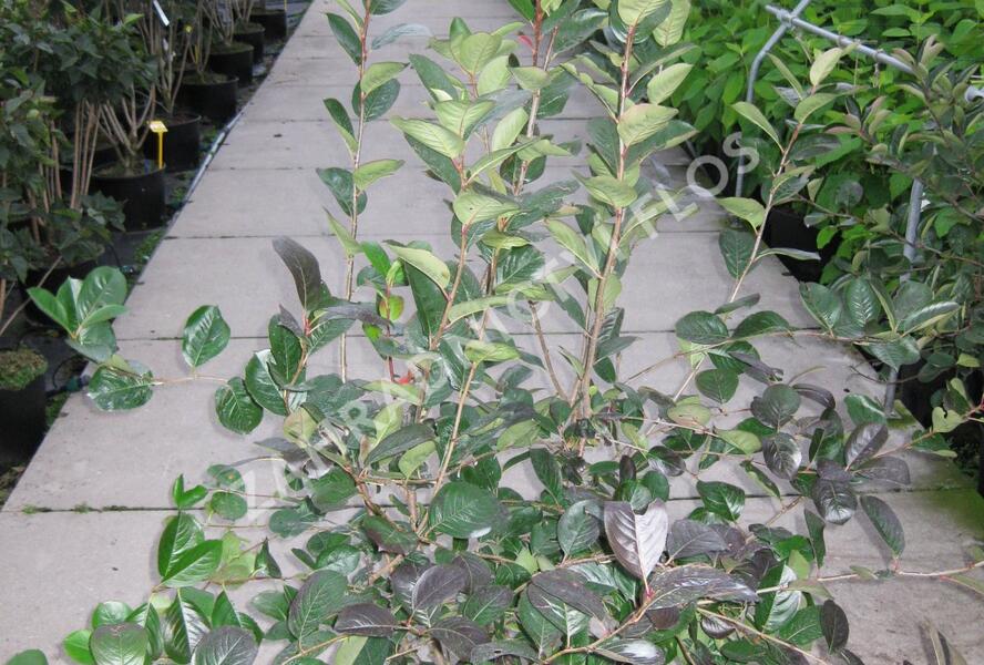 Temnoplodec, arónie černoplodá 'Viking' - Aronia melanocarpa 'Viking'