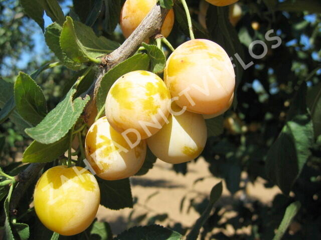 Mirabelka - středně raná 'Nancyská' - Prunus domestica 'Nancyská'