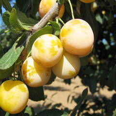 Mirabelka - středně raná 'Nancyská' - Prunus domestica 'Nancyská'