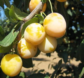 Mirabelka - středně raná 'Nancyská' - Prunus domestica 'Nancyská'